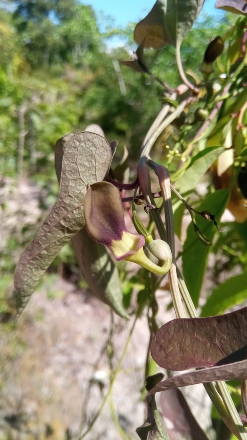 Aristolochia albida photo 2