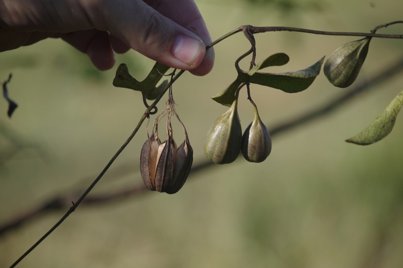 Aristolochia albida photo 5