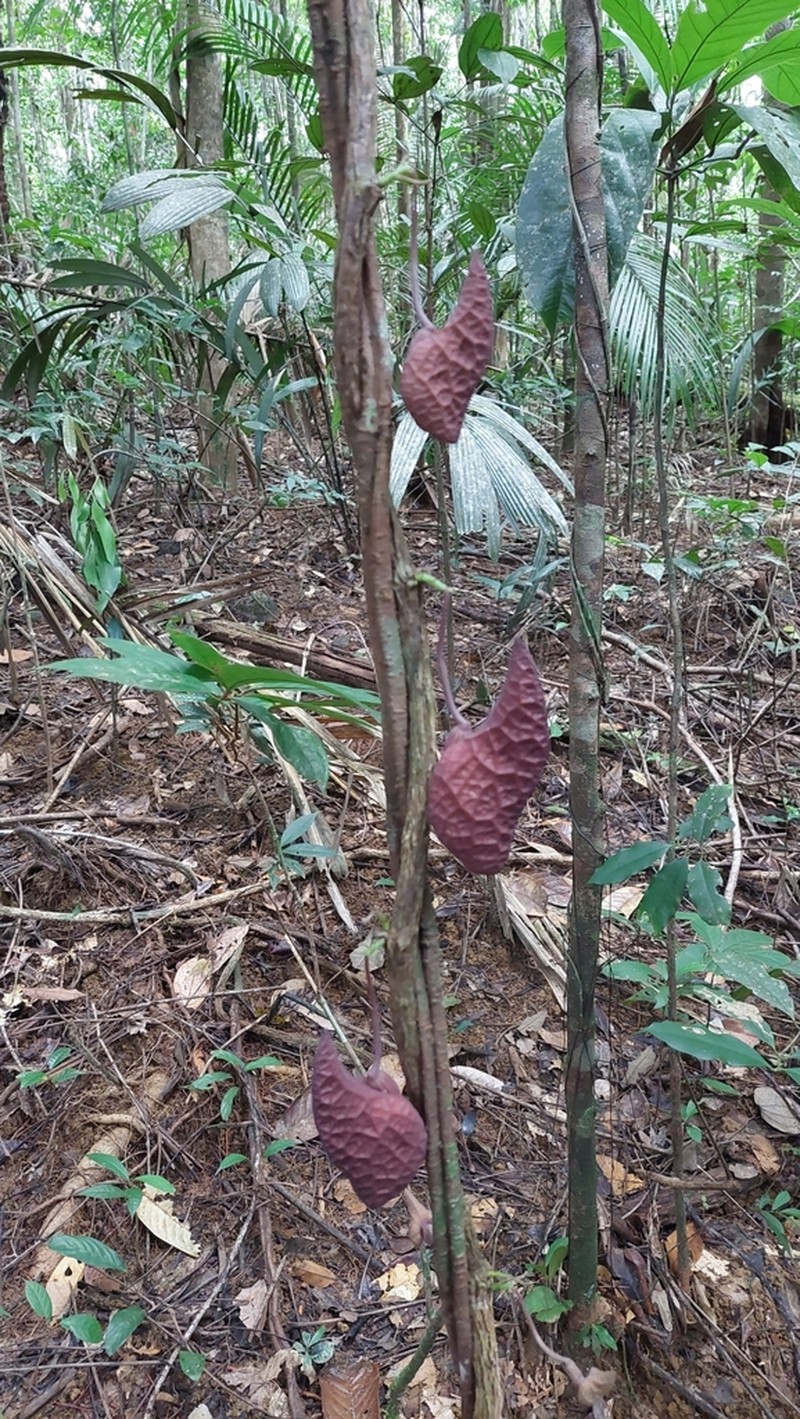 Aristolochia amara