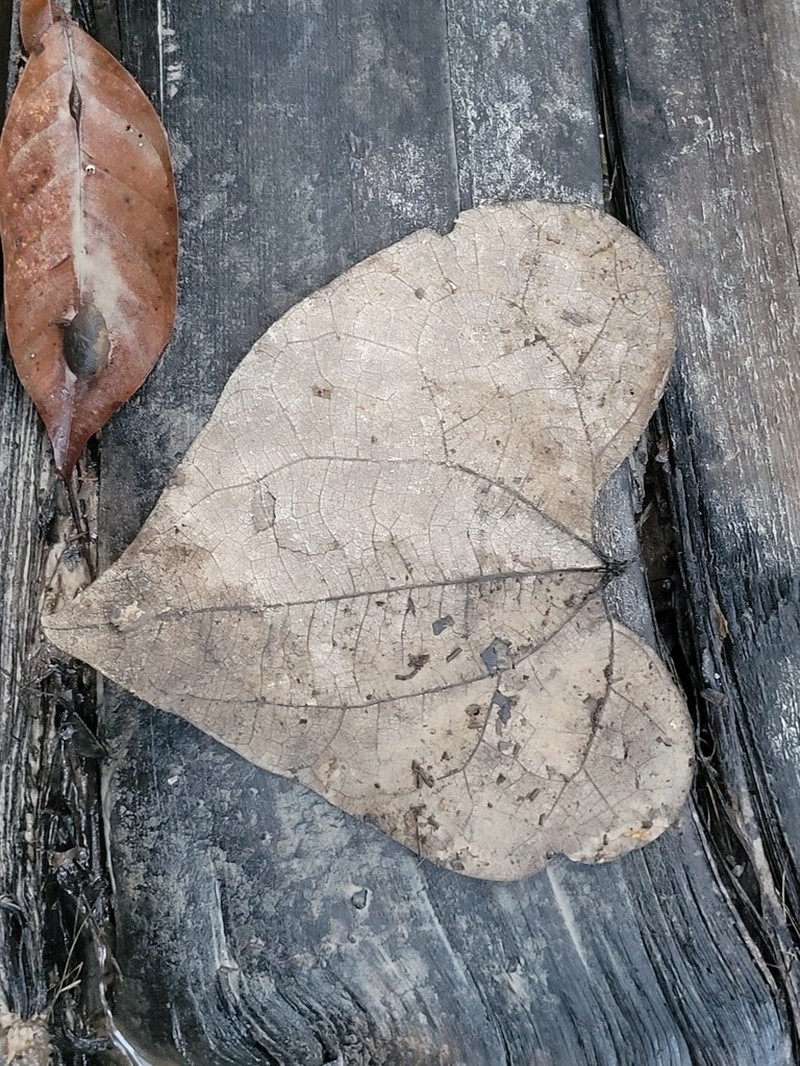 Aristolochia amara photo 2