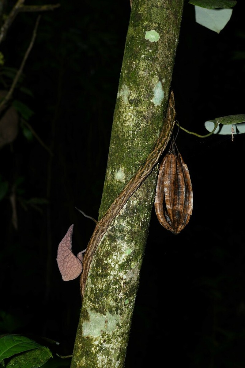 Aristolochia amara photo 3