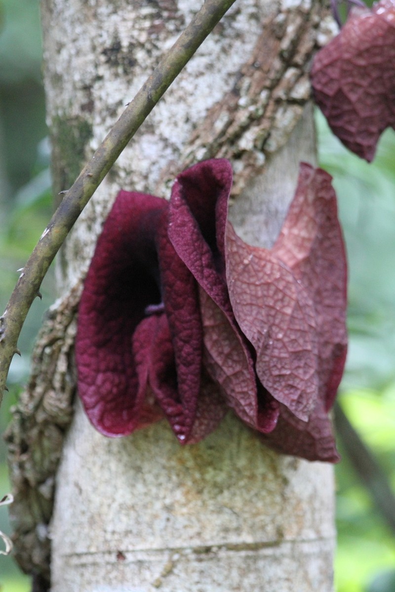 Aristolochia amara photo 4
