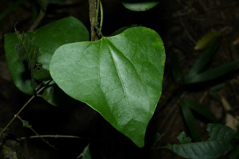 Aristolochia amara photo 5