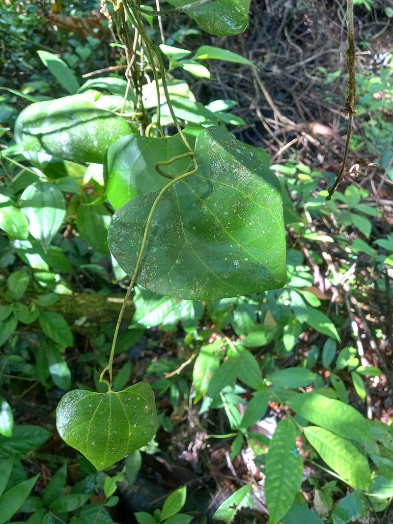 Aristolochia amara photo 6