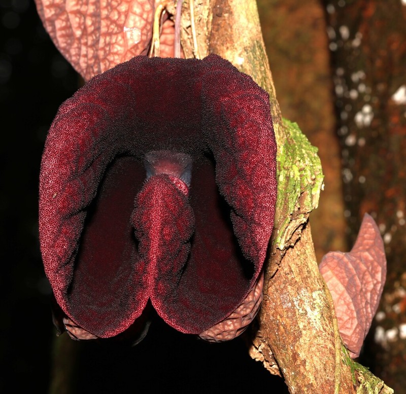 Aristolochia amara photo 8
