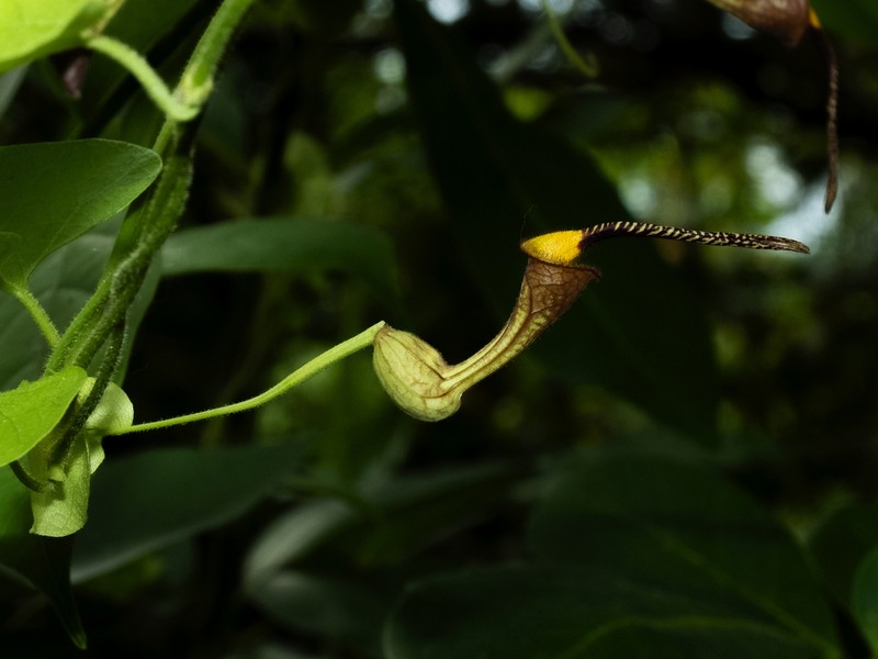 Harlequin Dutchman's Pipe photo 4