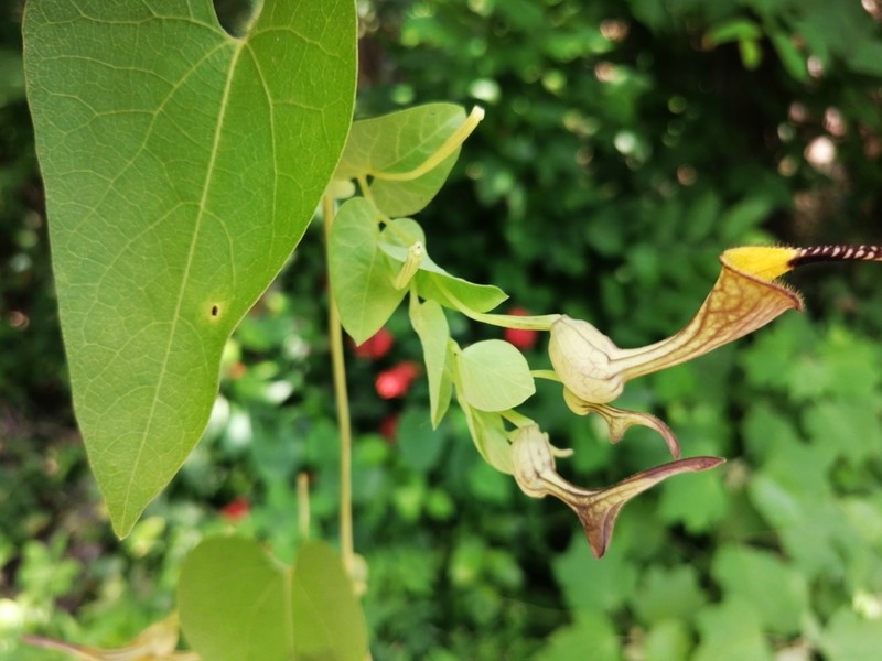 Harlequin Dutchman's Pipe photo 8