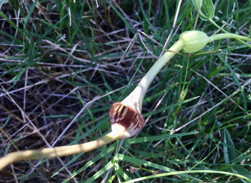Aristolochia angustifolia
