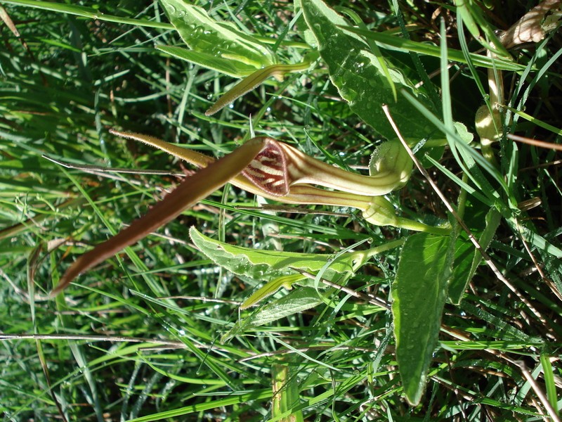 Aristolochia angustifolia photo 2