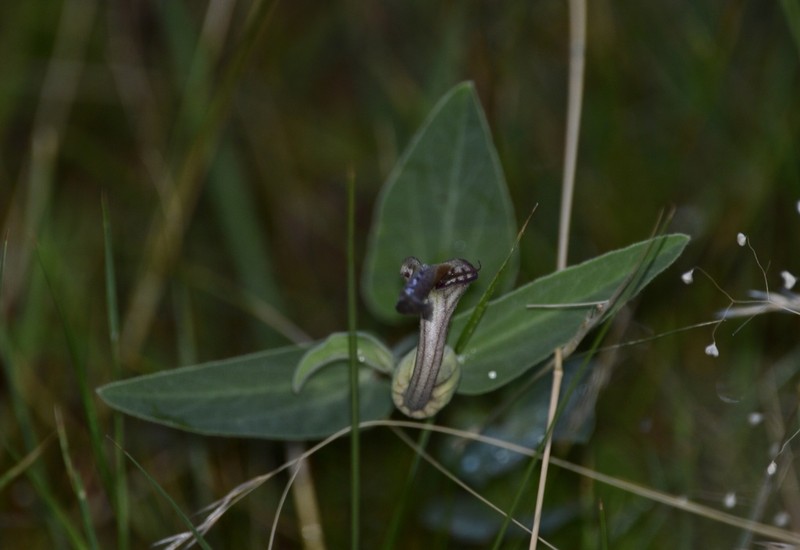 Aristolochia angustifolia photo 3