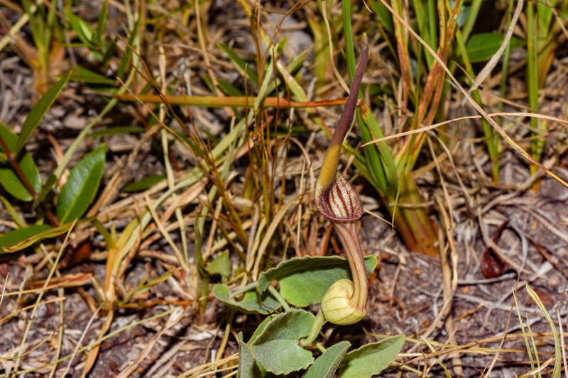 Aristolochia angustifolia photo 4