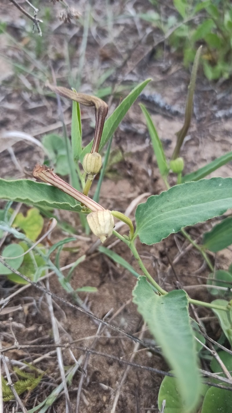 Aristolochia angustifolia photo 5