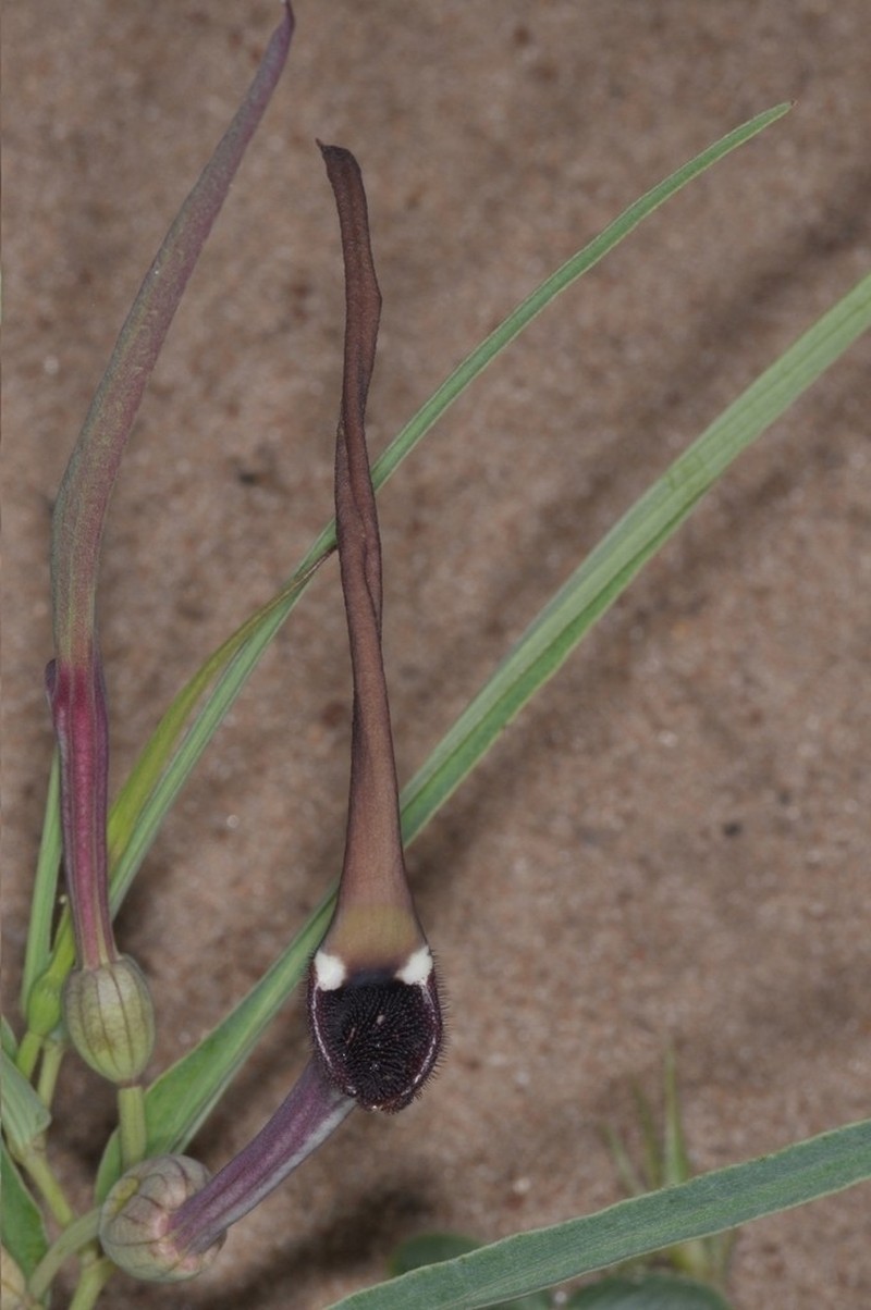 Aristolochia angustifolia photo 6