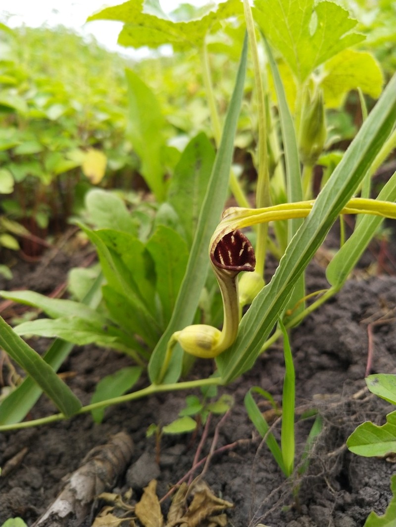 Aristolochia angustifolia photo 7