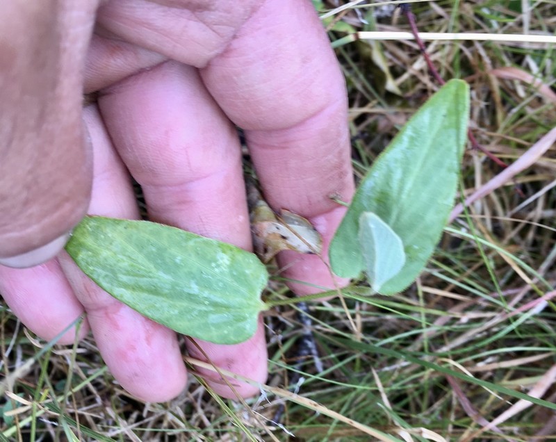 Aristolochia angustifolia photo 8