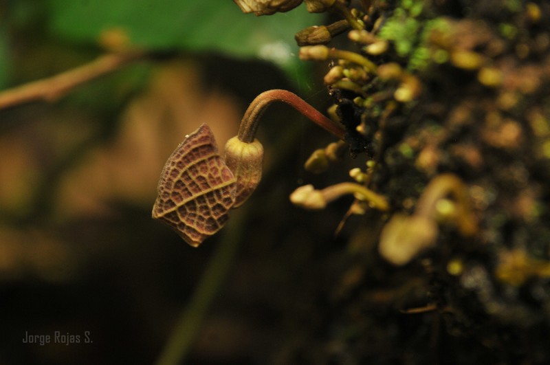 Aristolochia arborea
