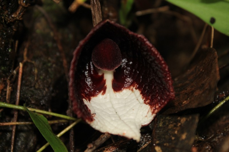 Aristolochia arborea photo 2