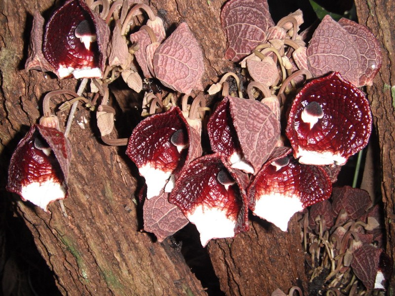 Aristolochia arborea photo 3