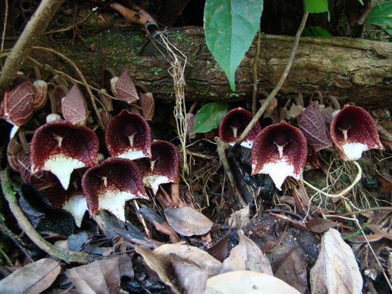 Aristolochia arborea photo 4