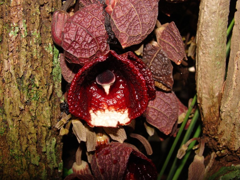Aristolochia arborea photo 5