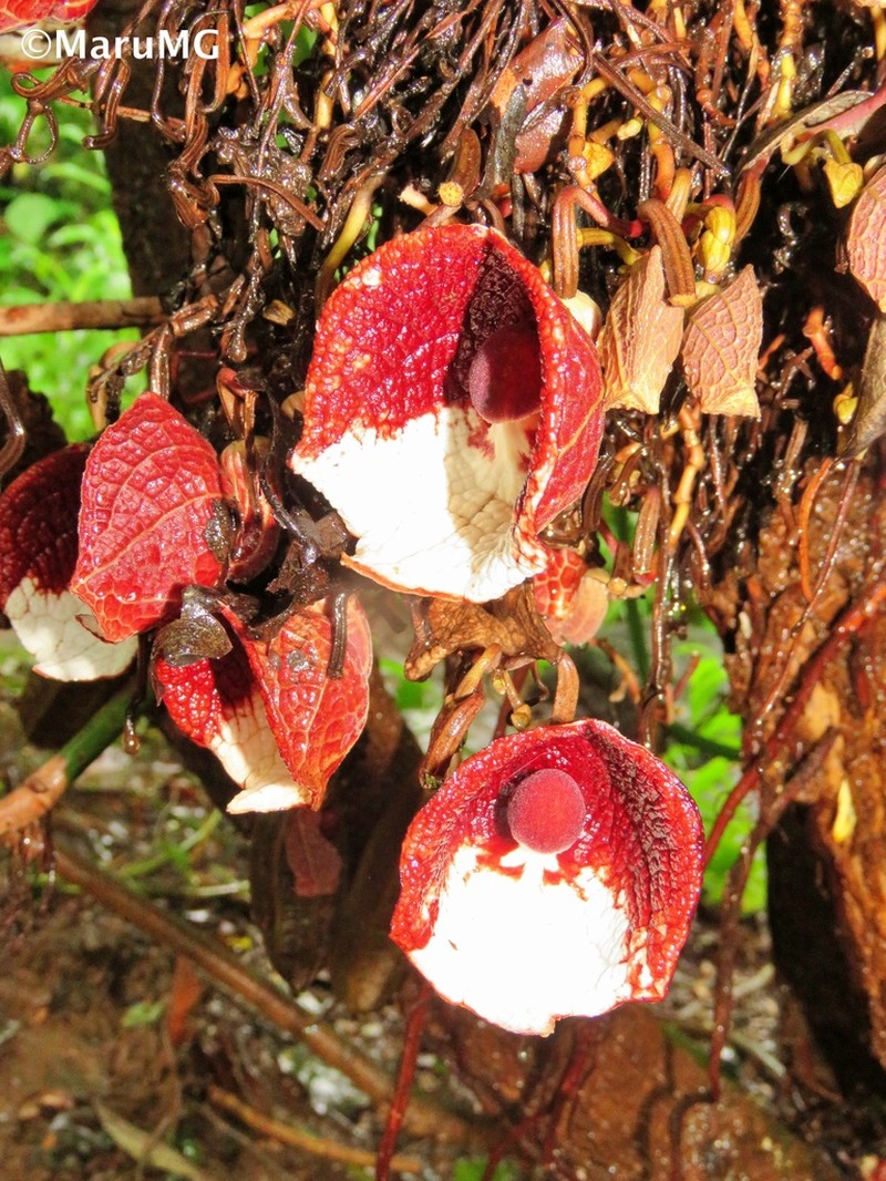 Aristolochia arborea photo 6