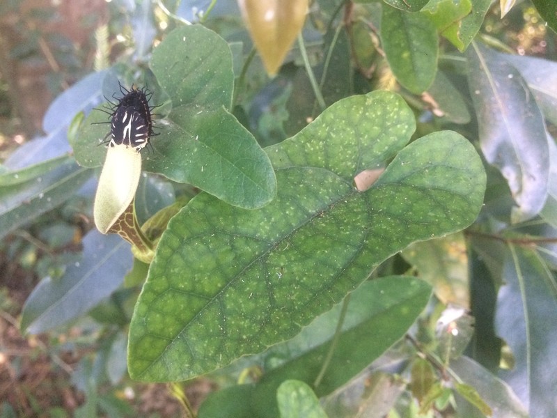 Aristolochia arcuata