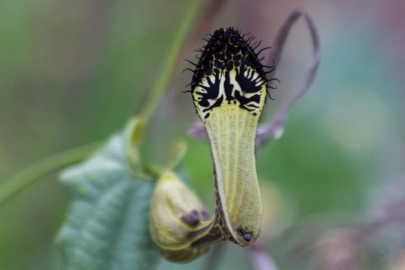 Aristolochia arcuata photo 2