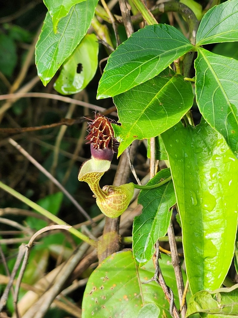 Aristolochia arcuata photo 3