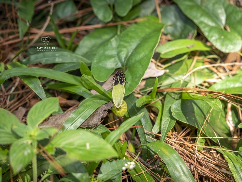 Aristolochia arcuata photo 4