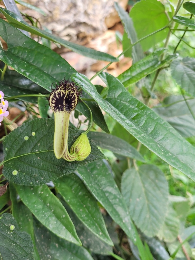 Aristolochia arcuata photo 5