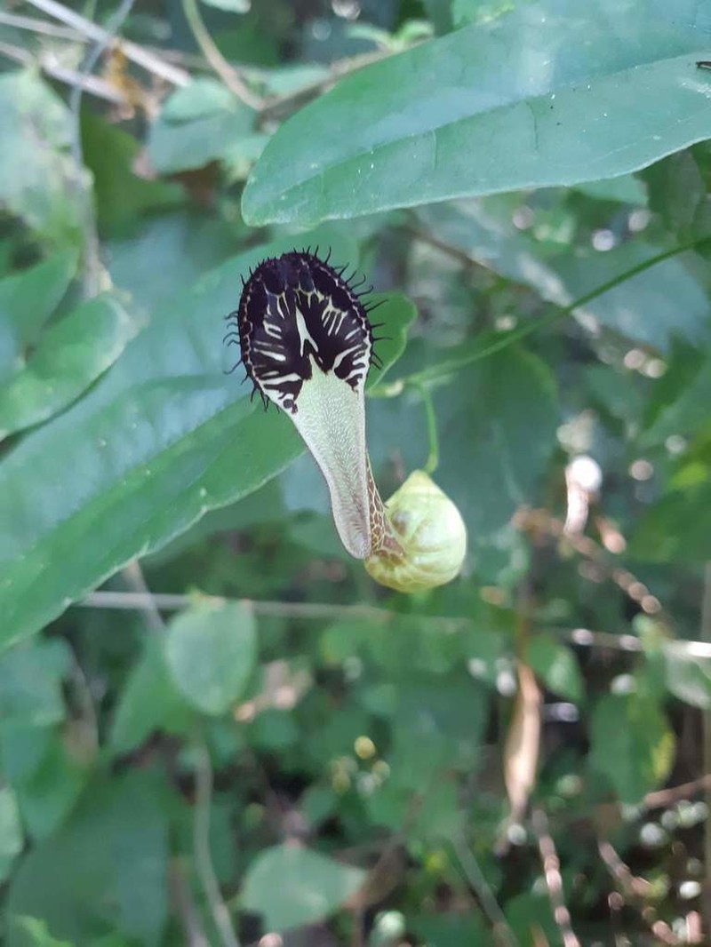 Aristolochia arcuata photo 6