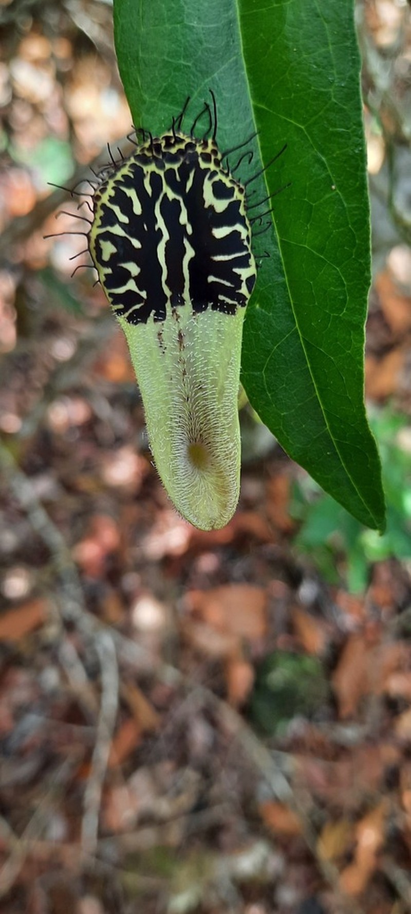 Aristolochia arcuata photo 7