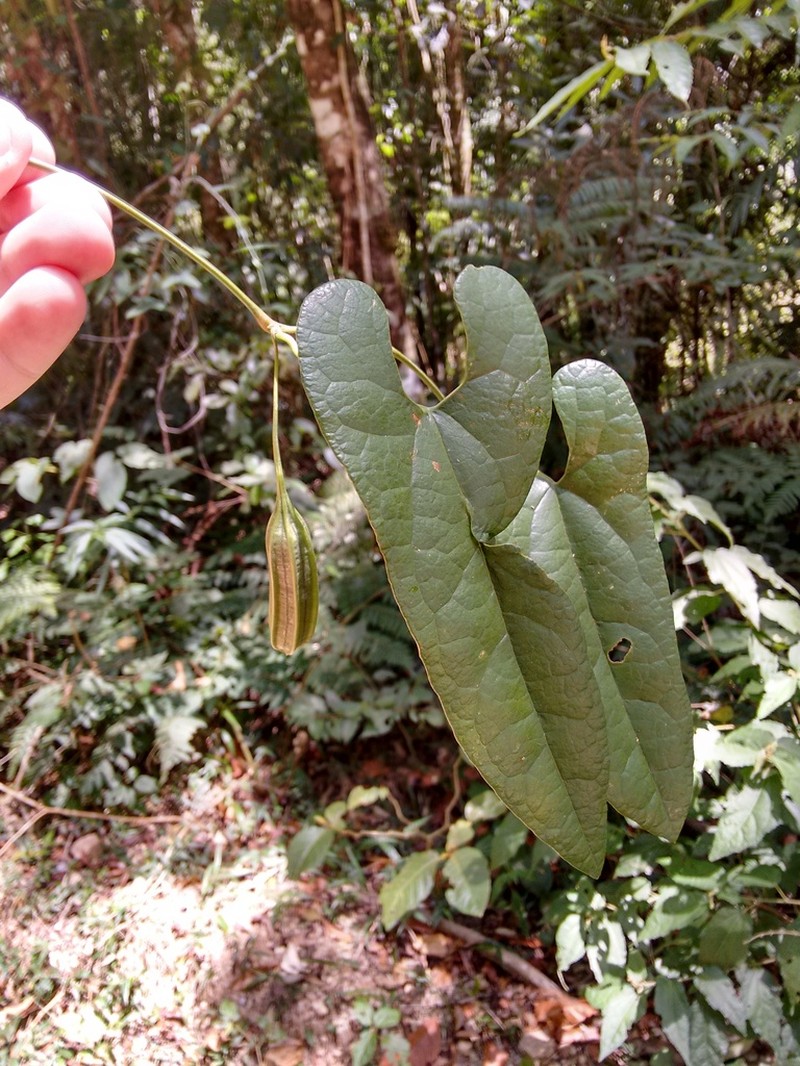Aristolochia arcuata photo 8