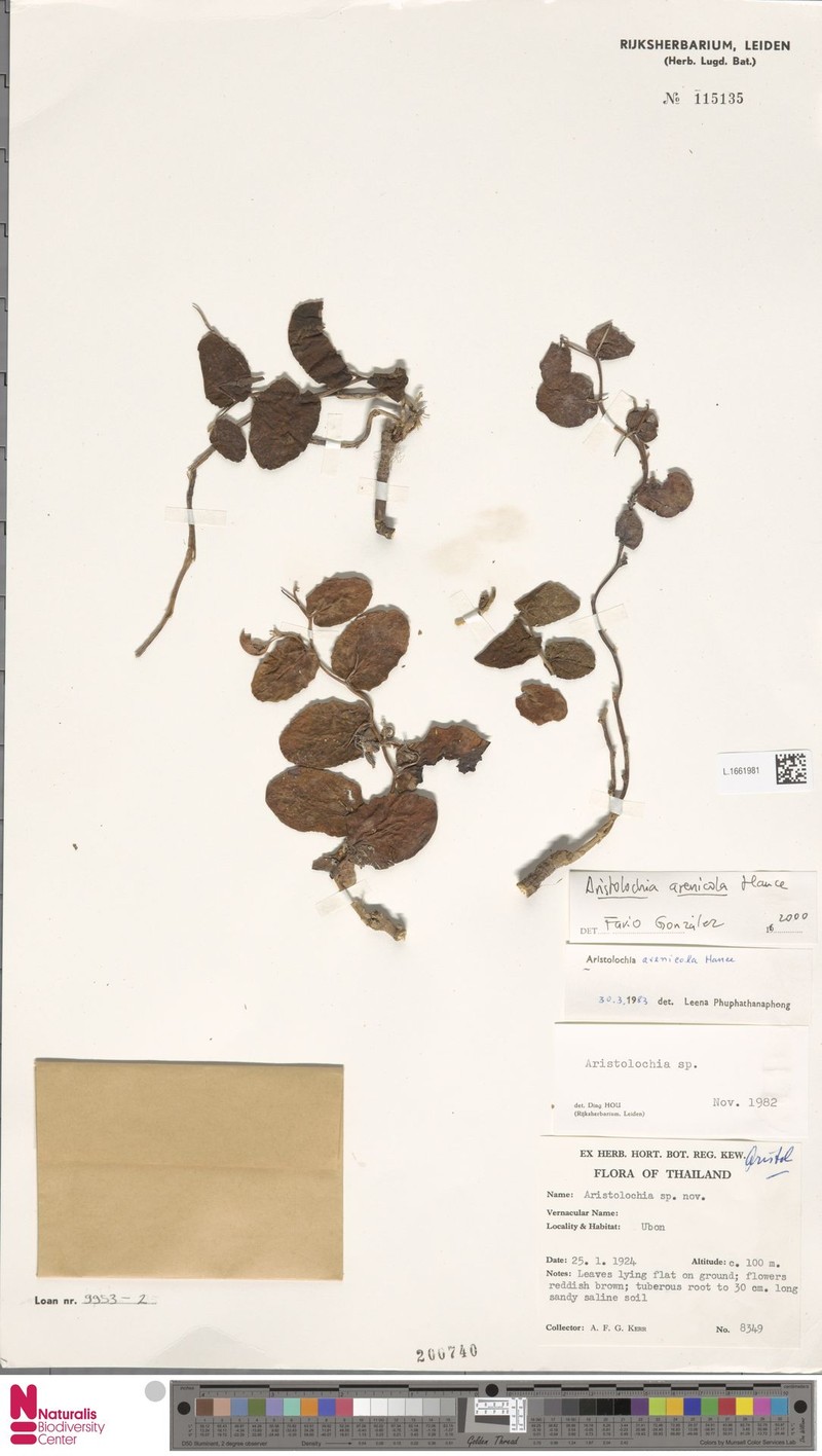 Aristolochia arenicola