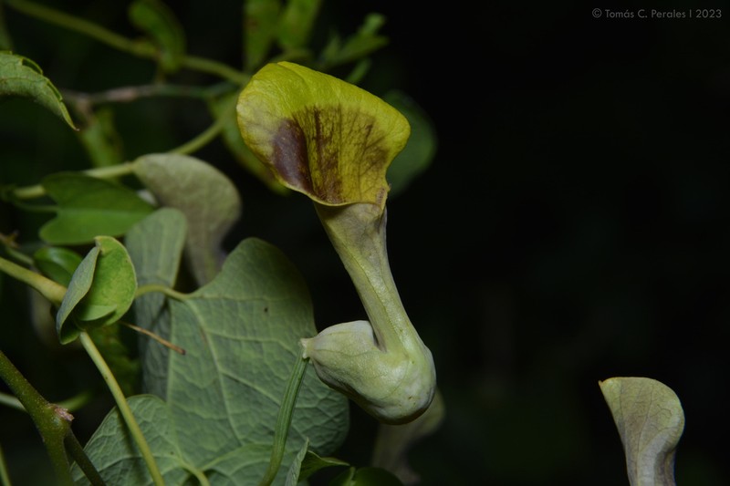 Aristolochia argentina