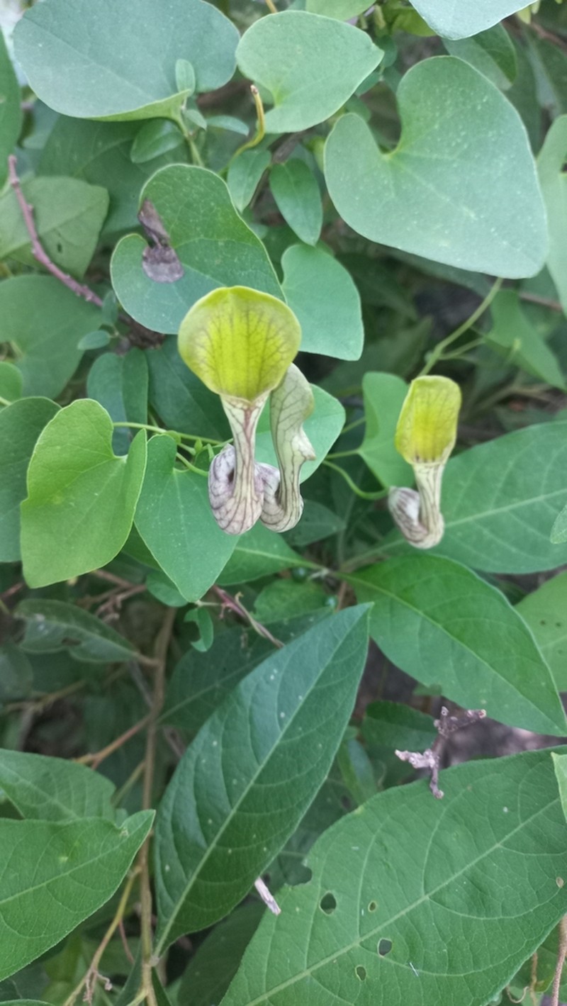 Aristolochia argentina photo 2