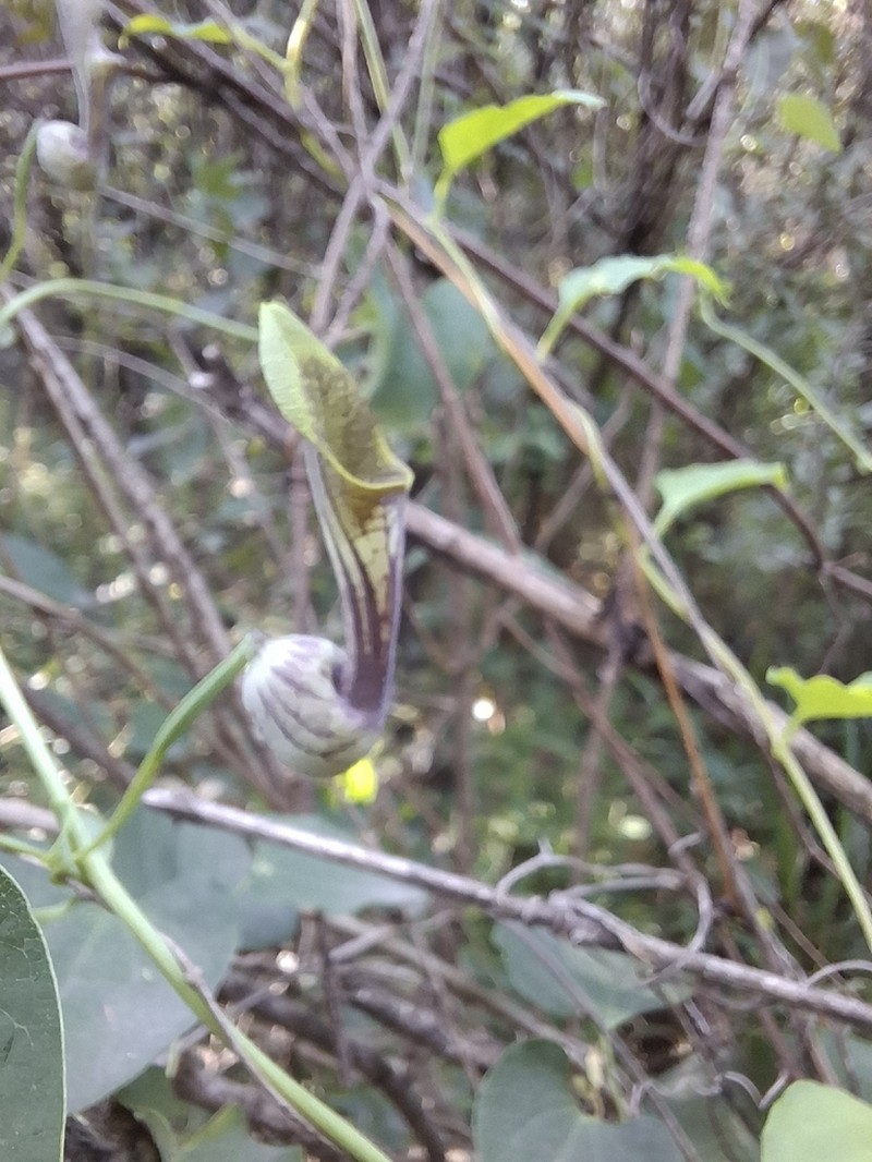 Aristolochia argentina photo 3