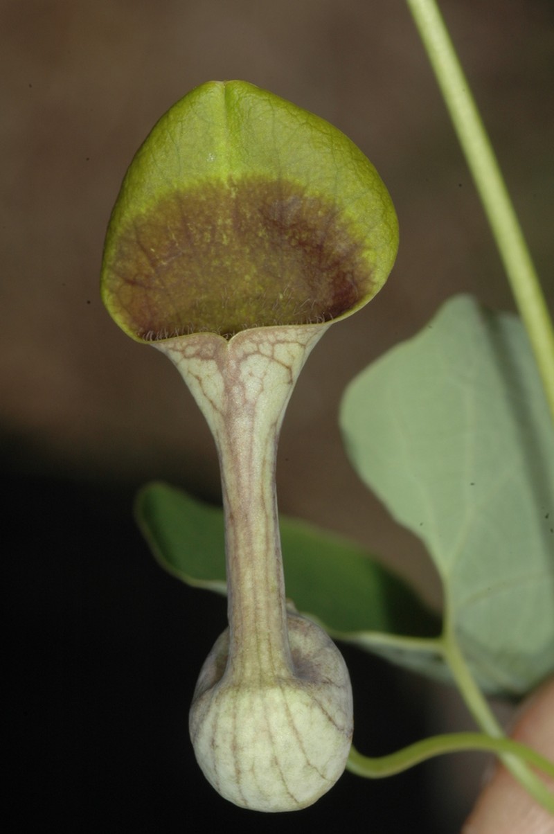 Aristolochia argentina photo 4