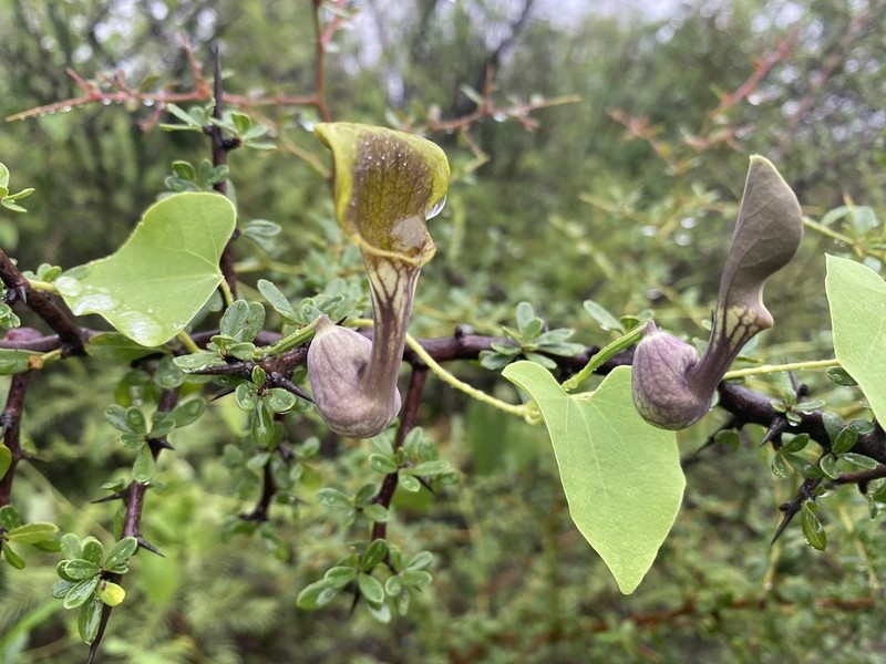 Aristolochia argentina photo 5