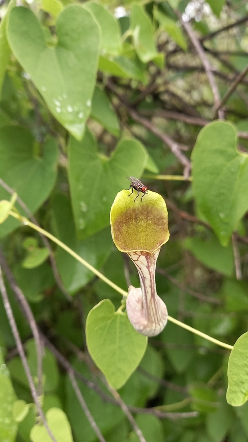 Aristolochia argentina photo 7