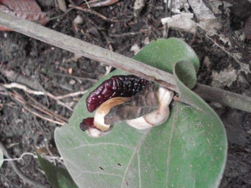 Aristolochia asclepiadifolia