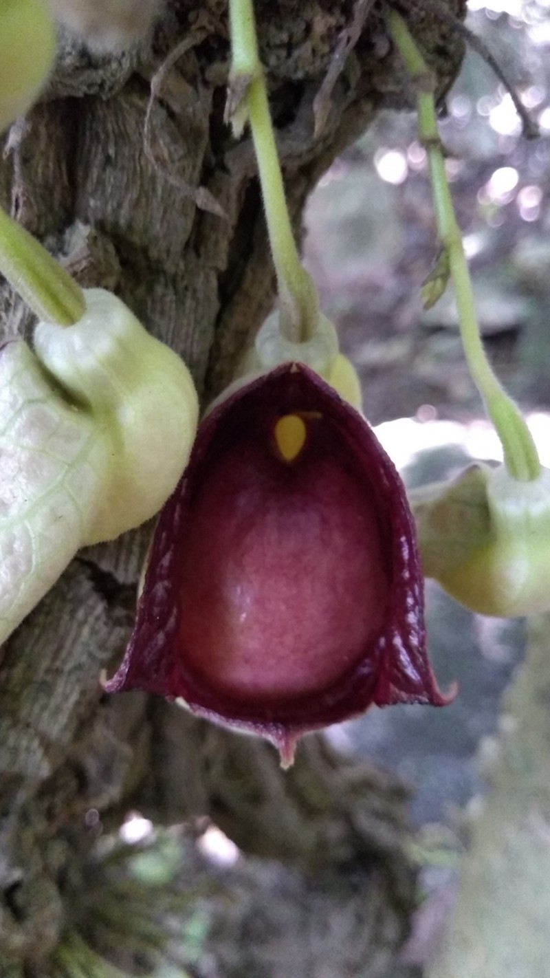 Aristolochia asclepiadifolia photo 2