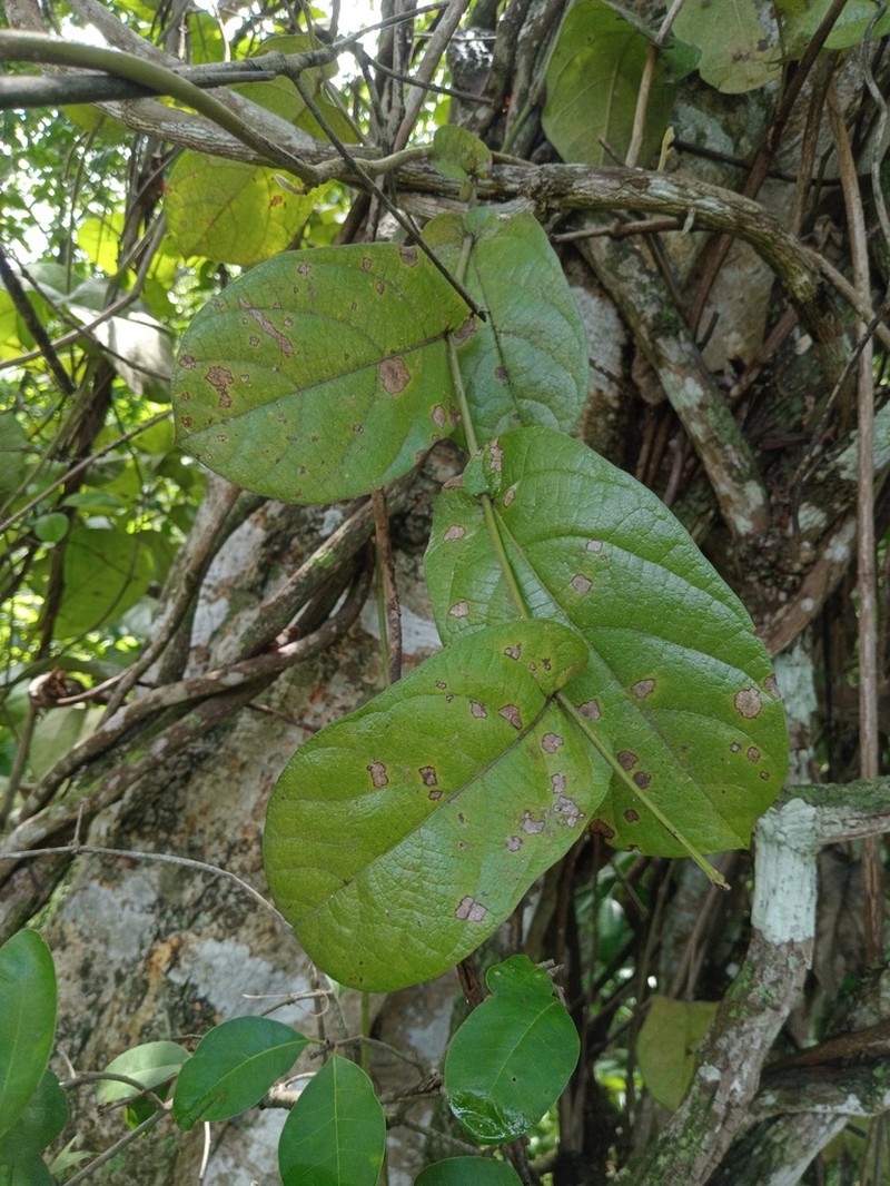 Aristolochia asclepiadifolia photo 3