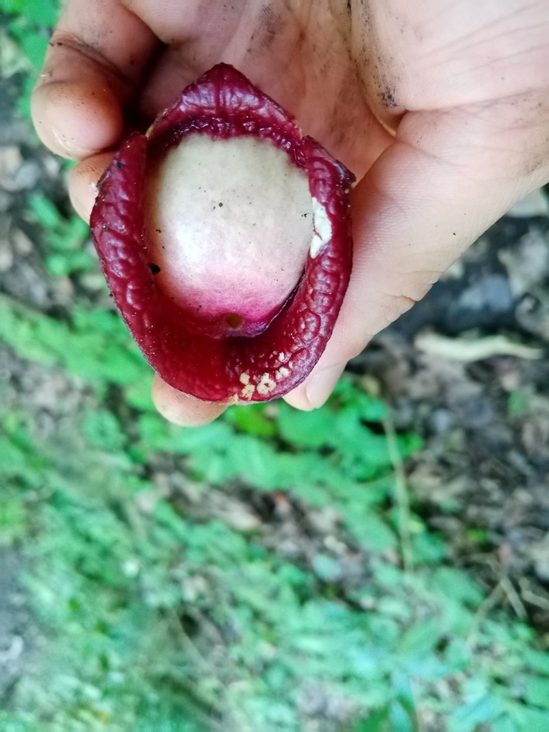 Aristolochia asclepiadifolia photo 4