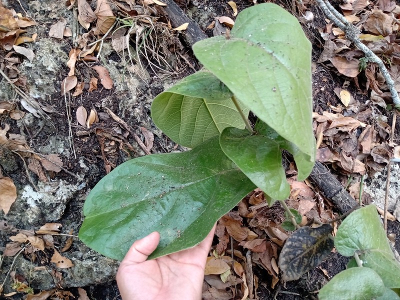 Aristolochia asclepiadifolia photo 5