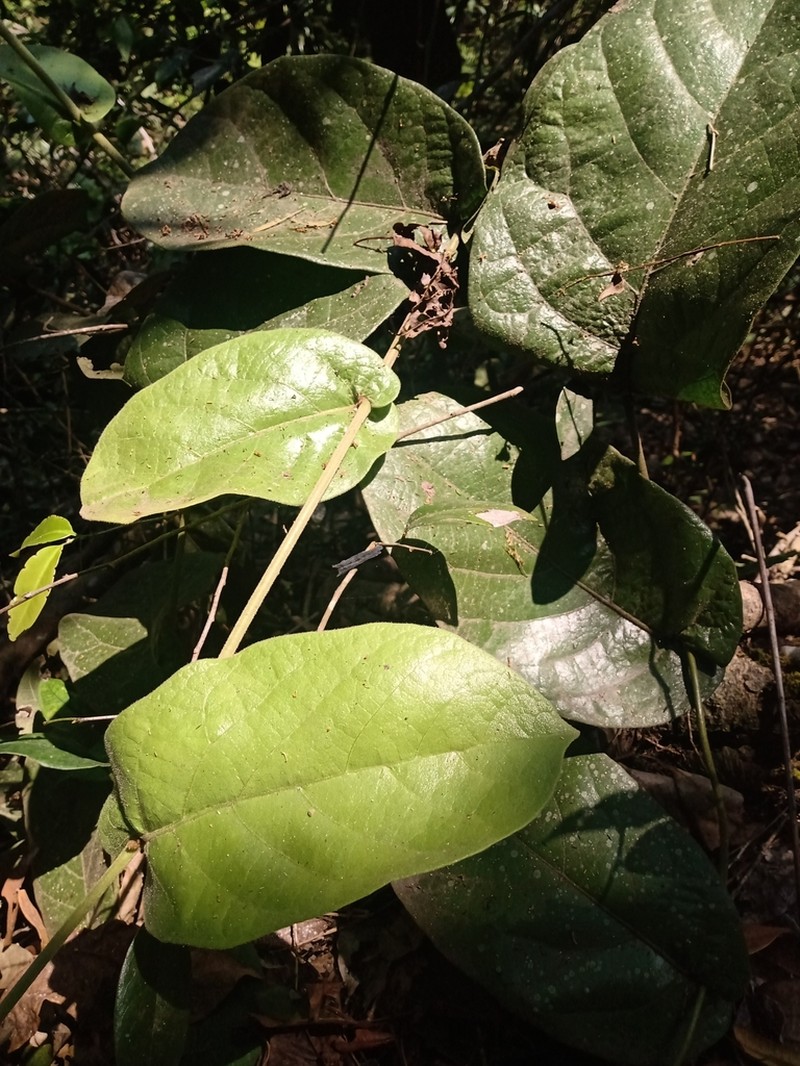 Aristolochia asclepiadifolia photo 6