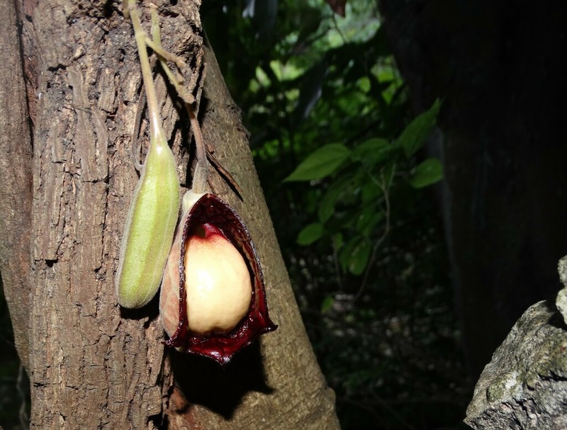 Aristolochia asclepiadifolia photo 7