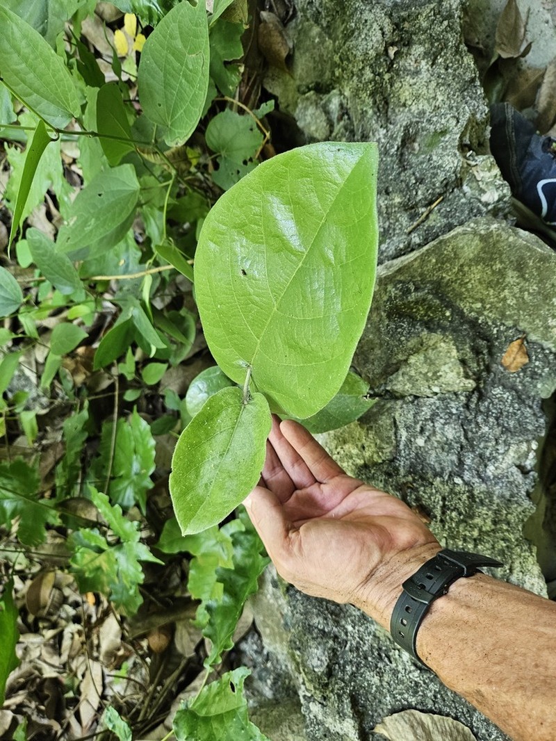 Aristolochia asclepiadifolia photo 8