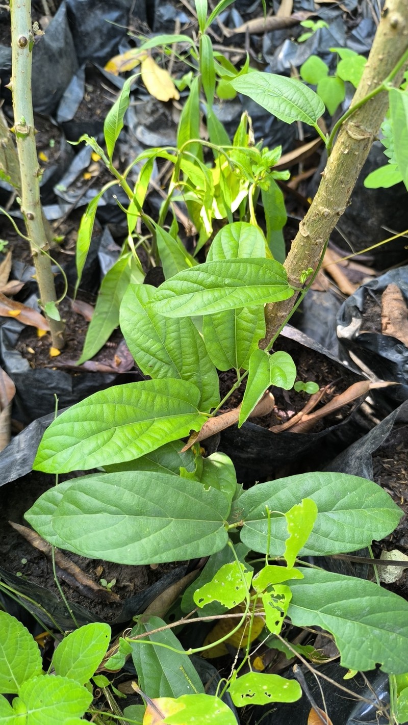Aristolochia asperifolia