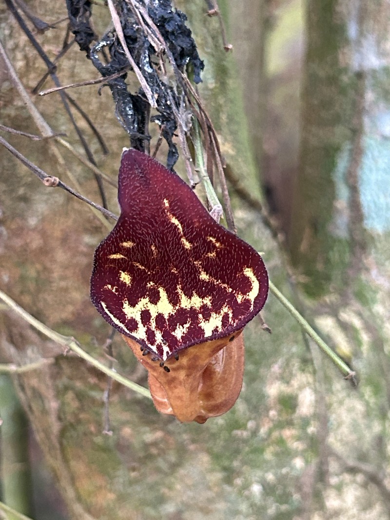 Aristolochia asperifolia photo 2